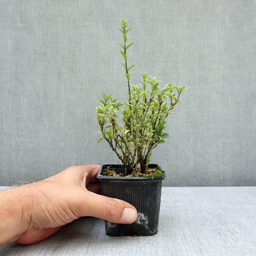 Esemplare di Fusaria giapponese Microphyllus Albovariegatus Vasetto da 8/9 cm consegnato in estate
