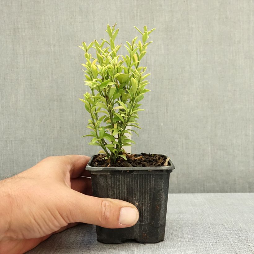 Esemplare di Fusaria giapponese Microphyllus Aureovariegatus Vasetto da 8/9 cm consegnato in estate