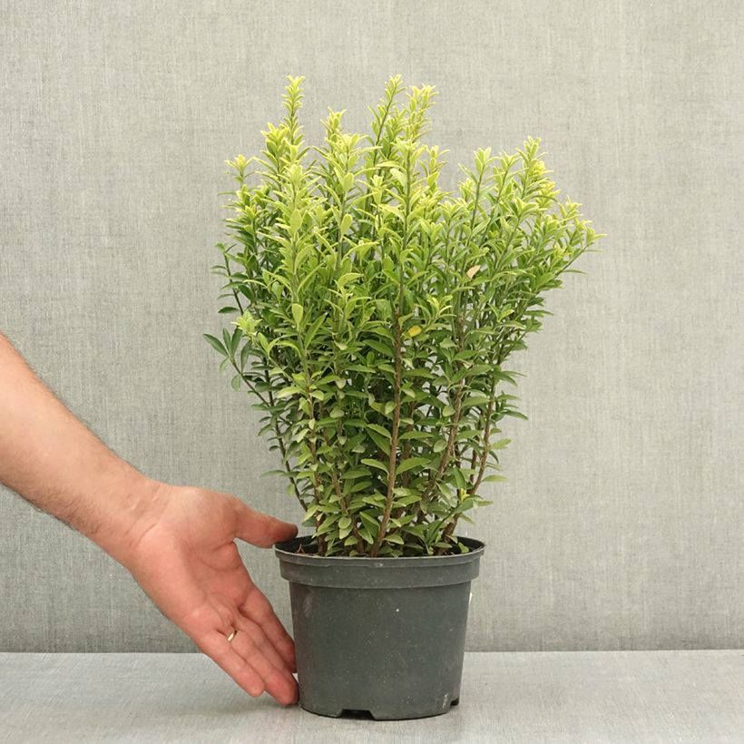 Esemplare di Fusaria giapponese Microphyllus Aureovariegatus Vaso da 2L/3L consegnato in estate