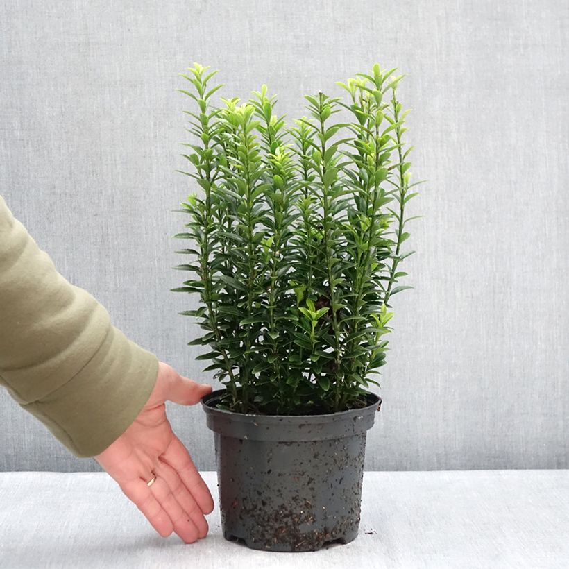 Fusaria giapponese Microphyllus Aureovariegatus Vaso da 2L/3L esemplare consegnato in inverno