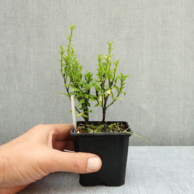 Esemplare di Fusaria giapponese Microphyllus Vasetto da 8/9 cm come consegnato in autunno