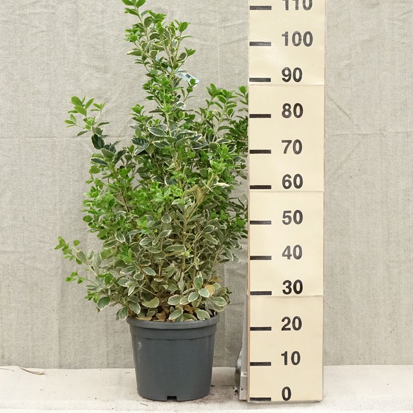 Fusaria giapponese Président Gauthier Vaso da 7,5L/10L esemplare consegnato in primavera