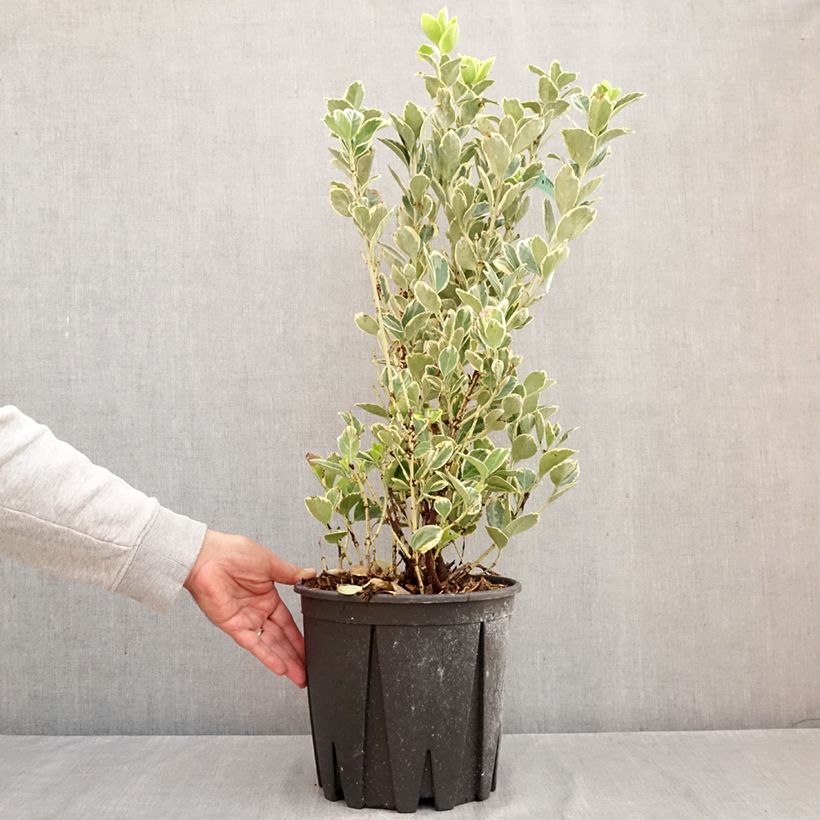 Esemplare di Fusaria giapponese Président Gauthier Vaso da 7,5L/10L come consegnato in autunno