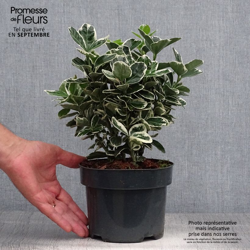 Esemplare di Fusaria giapponese Suzanne Vaso da 2L/3L come consegnato in autunno
