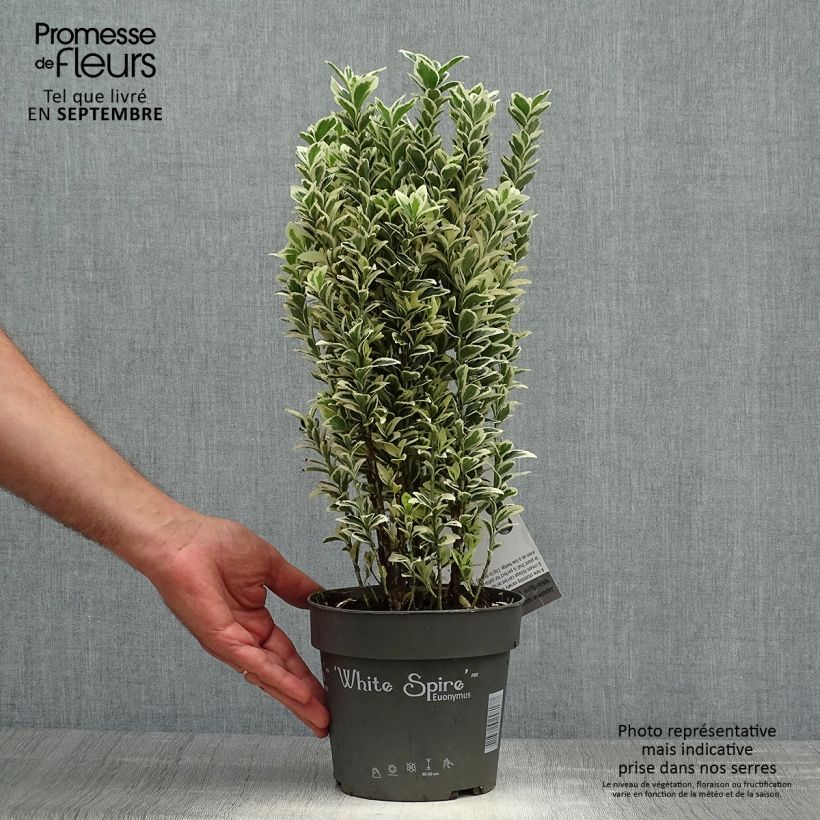 Esemplare di Fusaria giapponese White Spire Vaso da 2L/3L come consegnato in autunno