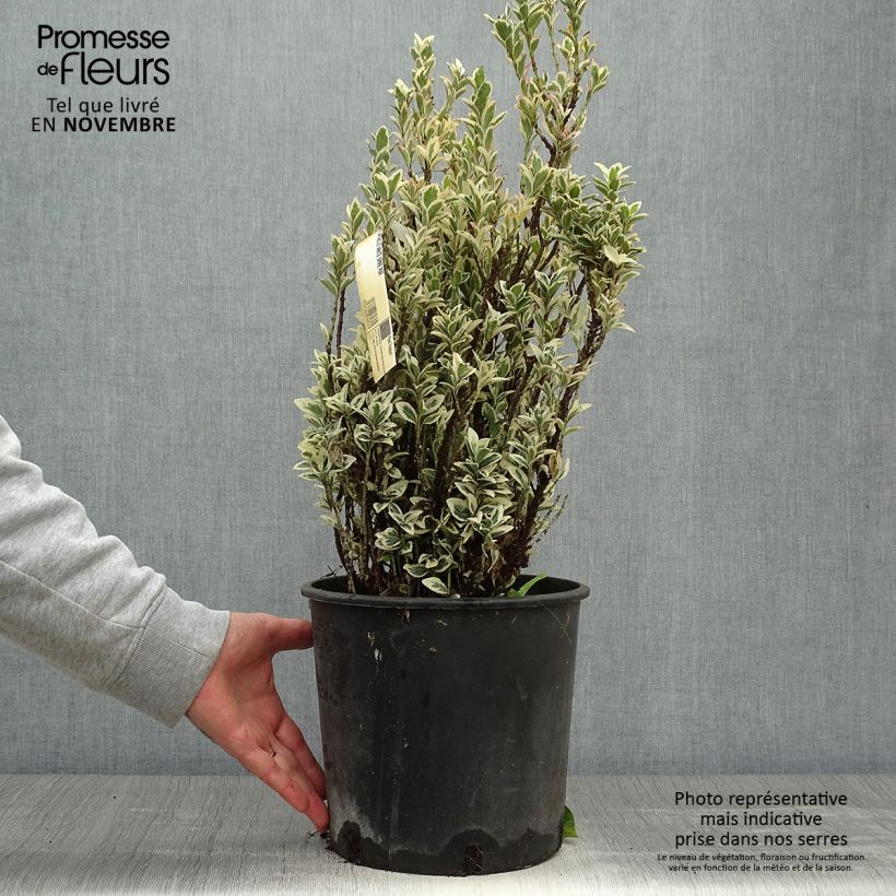 Esemplare di Fusaria giapponese White Spire Vaso da 7,5L/10L come consegnato in autunno