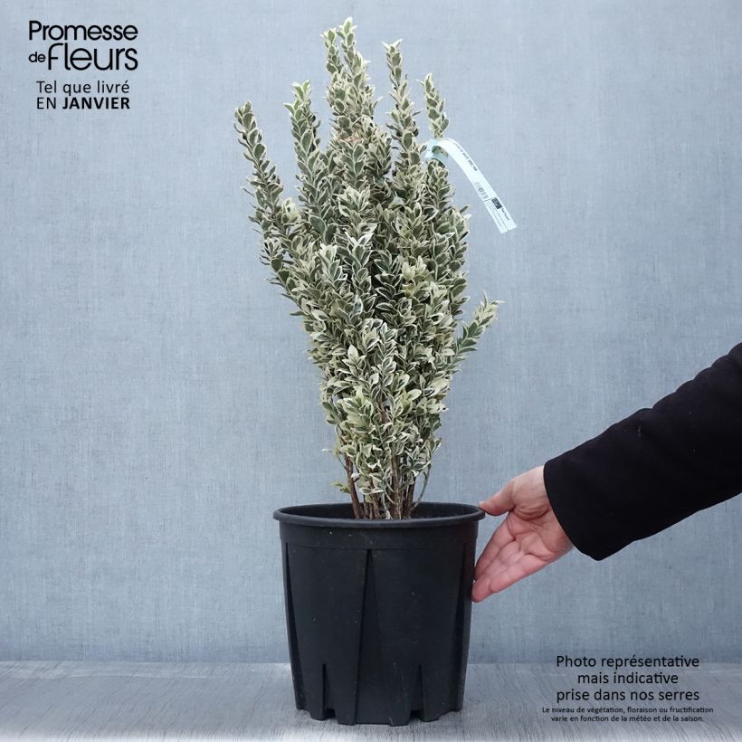 Fusaria giapponese White Spire Vaso da 7,5L/10L esemplare consegnato in inverno