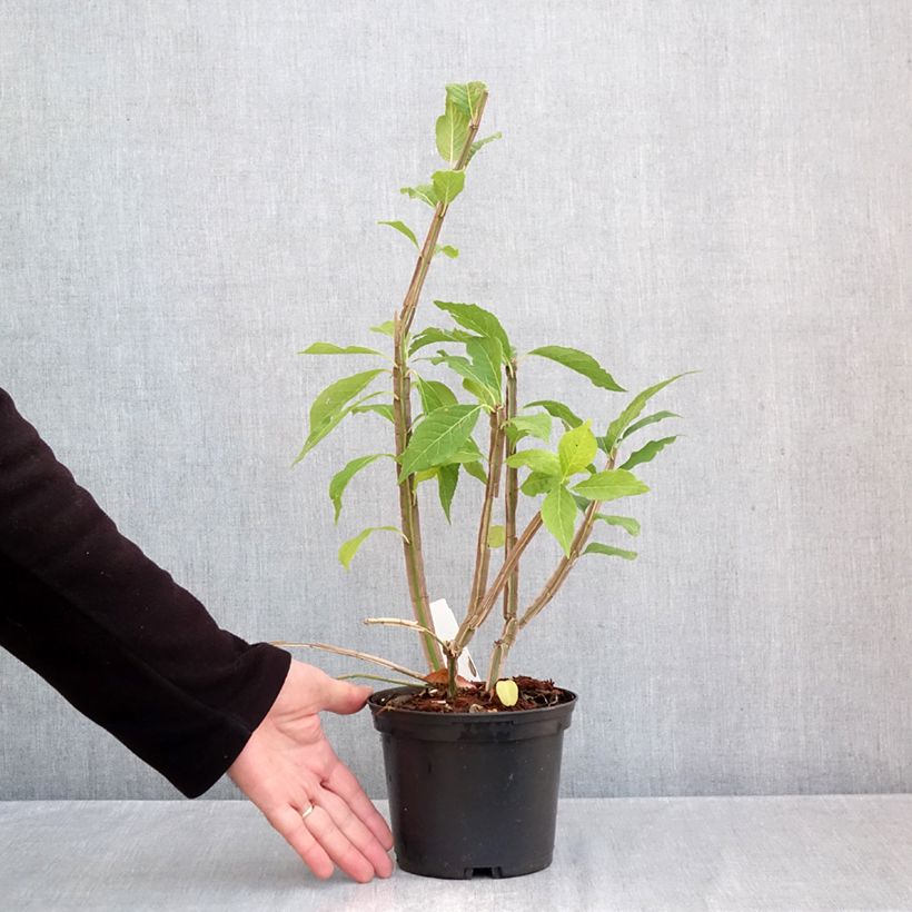 Esemplare di Euonymus phellomanus Vaso da 2L/3L come consegnato in autunno