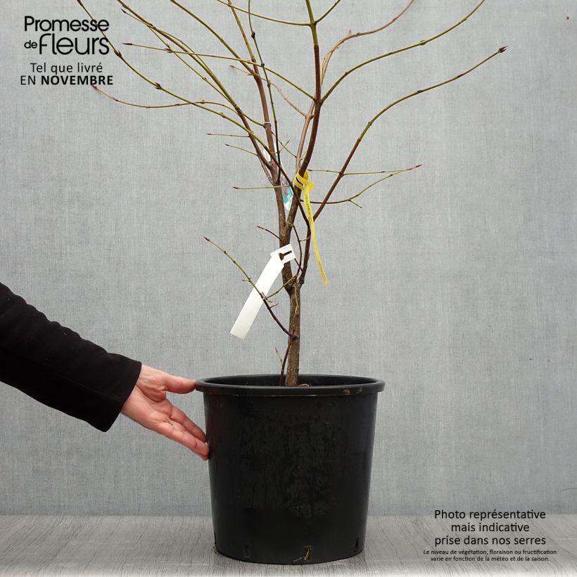 Esemplare di Euonymus planipes Vaso da 12L/15L come consegnato in autunno