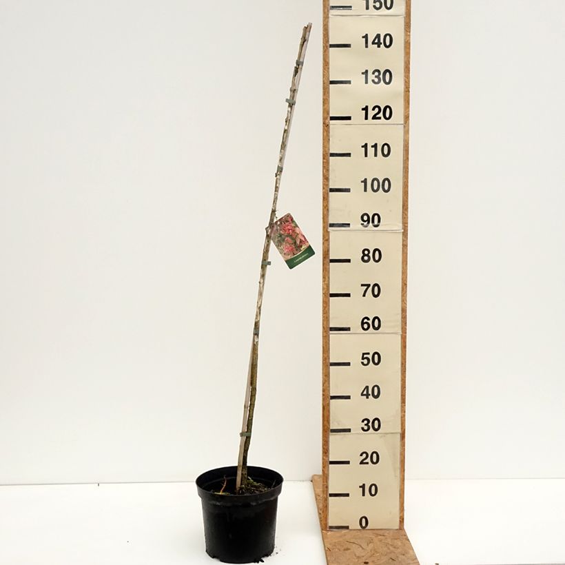 Esemplare di Euonymus planipes Vaso da 7,5L/10L come consegnato in autunno