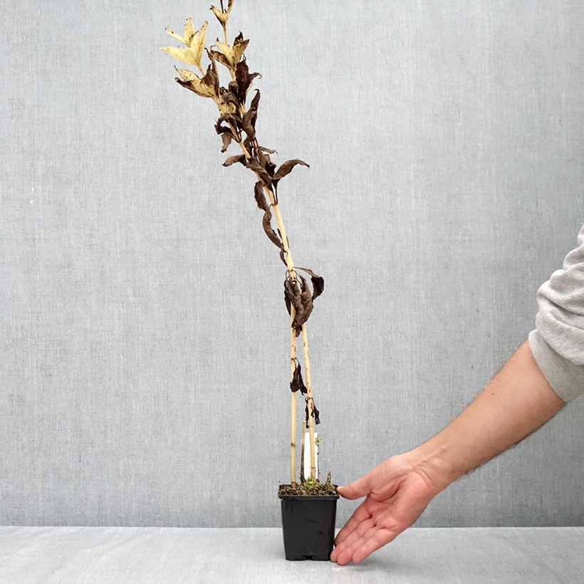 Esemplare di Eupatorium fistulosum var. albidum Bartered Bride Vasetto da 8/9 cm come consegnato in autunno