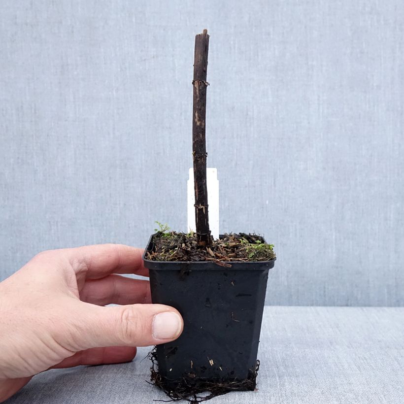 Eupatorium fistulosum var. albidum Bartered Bride Vasetto da 8/9 cm esemplare consegnato in inverno