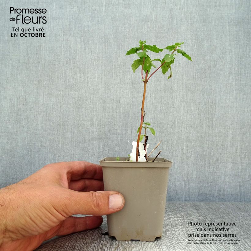 Esemplare di Eupatorium canabinum Plenum Vasetto da 8/9 cm come consegnato in autunno
