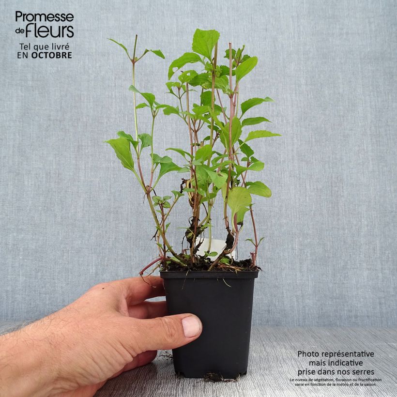 Esemplare di Eupatorium coelestinum Vasetto da 8/9 cm come consegnato in autunno