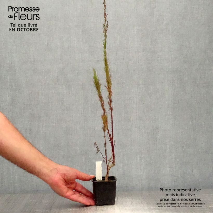 Esemplare di Eupatorium capillifolium Elegant Plume Vasetto da 8/9 cm come consegnato in autunno