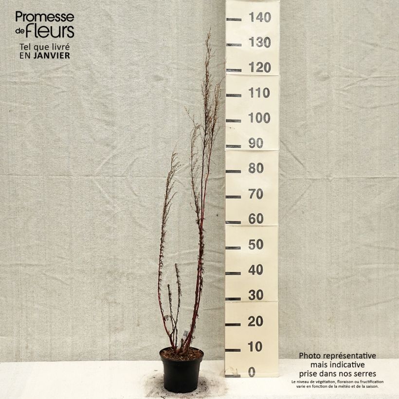 Eupatorium capillifolium Elegant Plume Vaso da 2L/3L esemplare consegnato in inverno