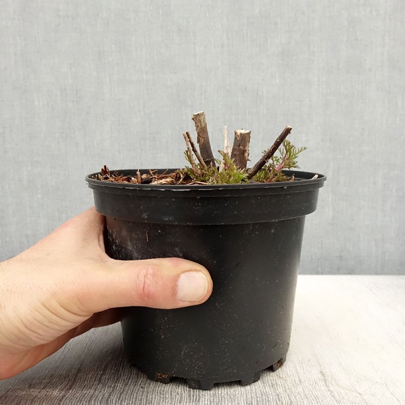 Eupatorium capillifolium Elegant Plume Vaso da 2L/3L esemplare consegnato in primavera