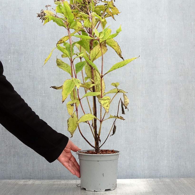 Esemplare di Eupatorium Baby Joe Vaso da 2L/3L come consegnato in autunno