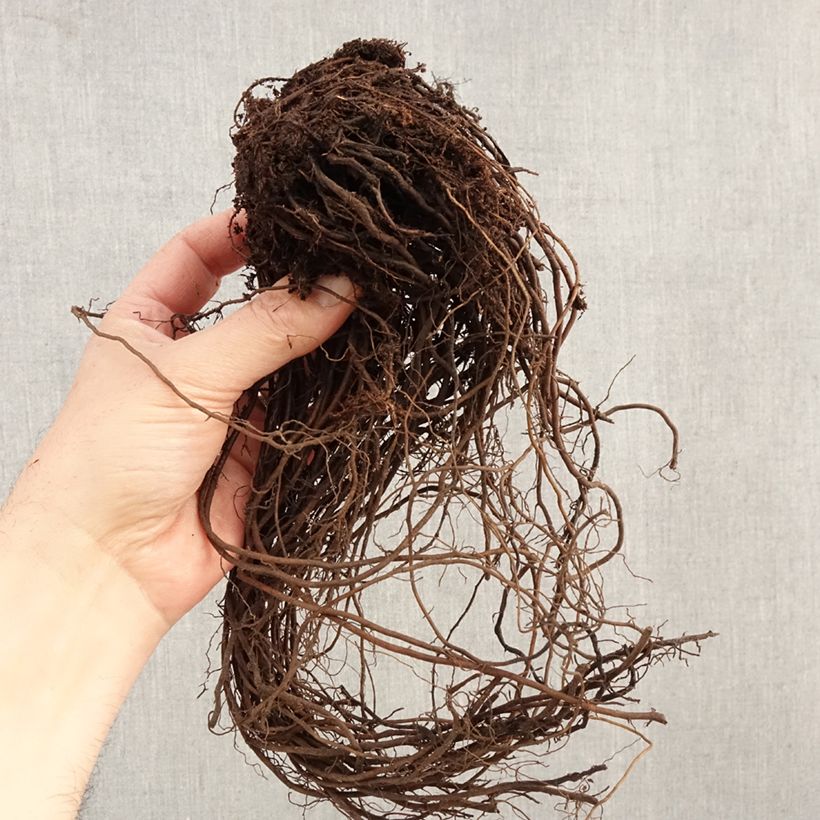 Eupatorium maculatum Atropurpureum Piante piccole a radice nuda esemplare consegnato in inverno