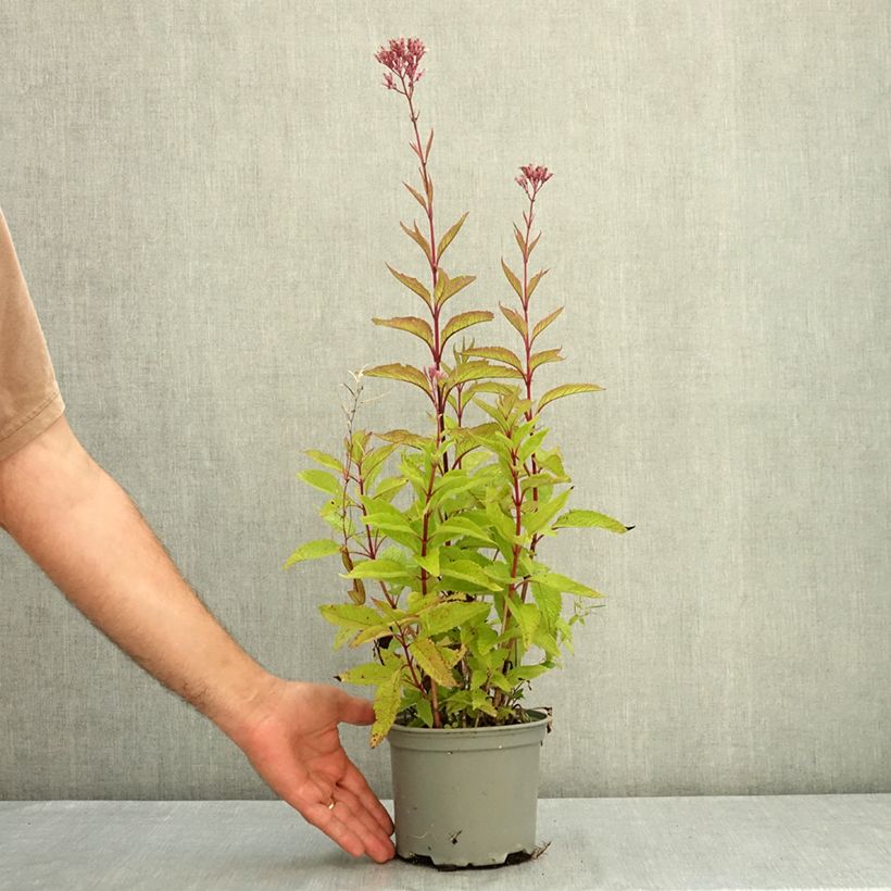 Esemplare di Eupatorium maculatum Phantom Vaso da 2L/3L consegnato in estate