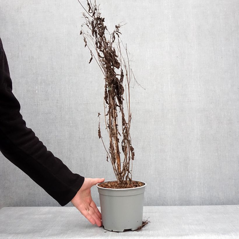 Eupatorium maculatum Phantom Vaso da 2L/3L esemplare consegnato in inverno