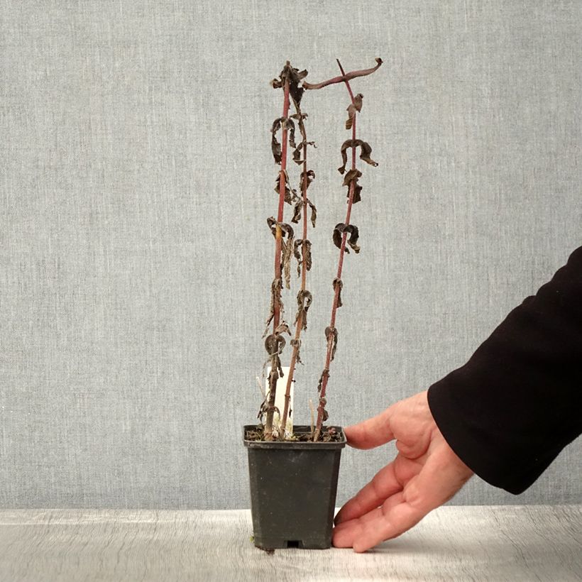 Esemplare di Eupatorium perfoliatum Vasetto da 8/9 cm come consegnato in autunno