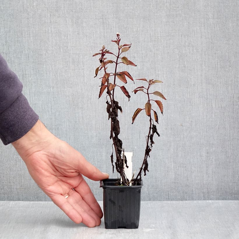 Esemplare di Eupatorium altissima Chocolate Vasetto da 8/9 cm come consegnato in autunno