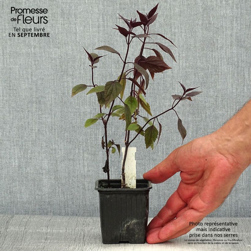 Esemplare di Eupatorium altissima Chocolate Vasetto da 8/9 cm consegnato in estate