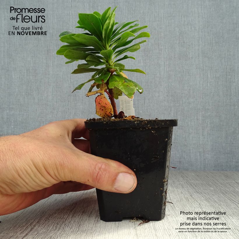 Esemplare di Euphorbia amygdaloïdes var. robbiae Vasetto da 8/9 cm come consegnato in autunno