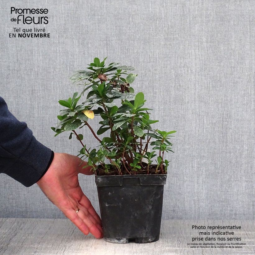 Esemplare di Euphorbia amygdaloïdes var. robbiae Vaso da 2L/3L come consegnato in autunno