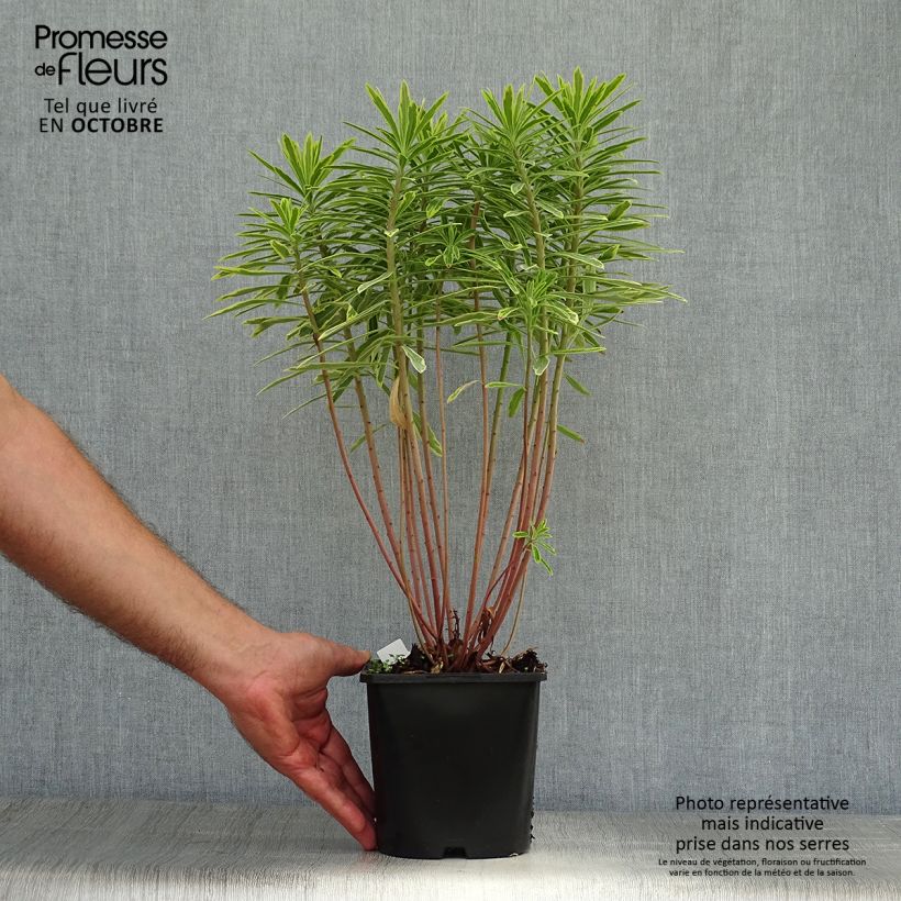 Esemplare di Euphorbia martinii Ascot Rainbow Vaso da 1,5L/2L come consegnato in autunno