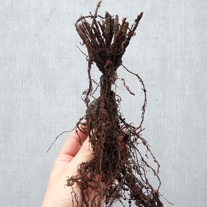 Euphorbia martinii Ascot Rainbow Piante piccole a radice nuda esemplare consegnato in inverno