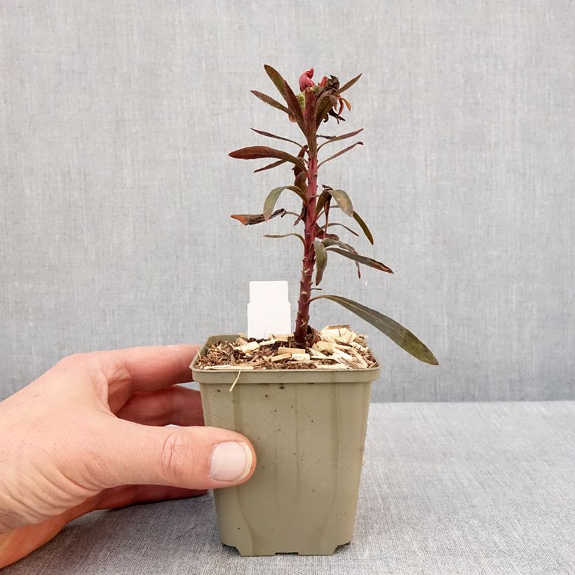 Euphorbia characias Black Bird Vasetto da 8/9 cm esemplare consegnato in inverno