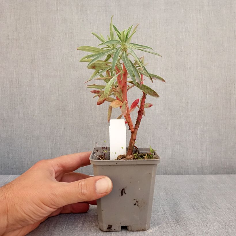 Esemplare di Euphorbia characias Blue Wonder Vasetto da 8/9 cm consegnato in estate