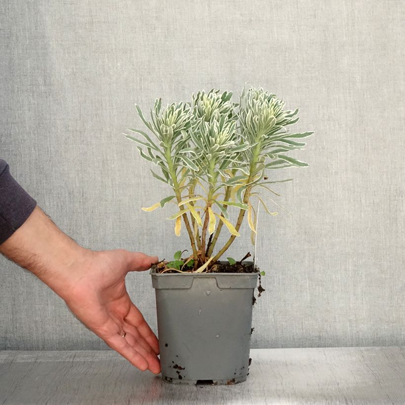 Esemplare di Euphorbia characias Glacier Blue Vaso da 1,5L/2L come consegnato in autunno