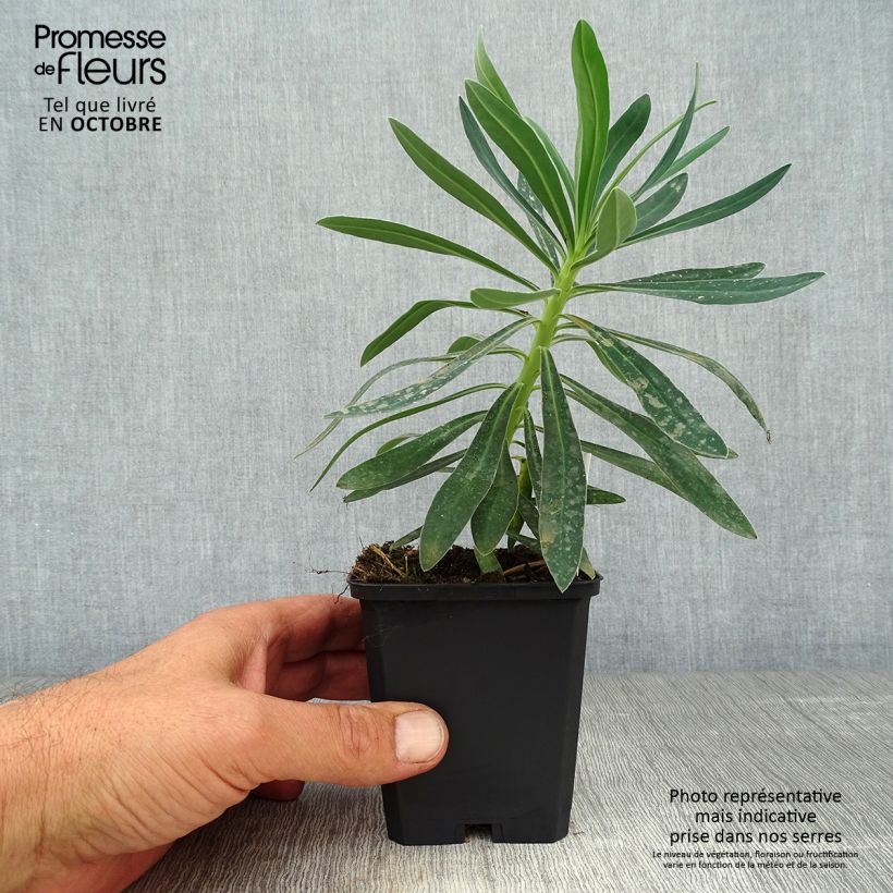 Esemplare di Euphorbia characias Humpty Dumpty Vasetto da 8/9 cm come consegnato in autunno