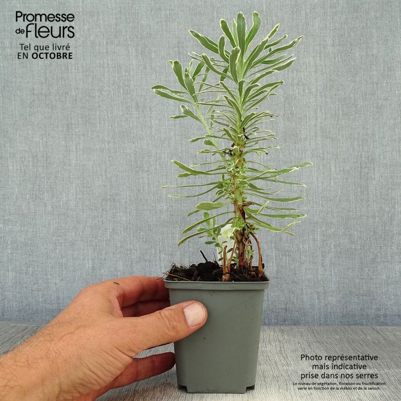 Esemplare di Euphorbia characias Wilcott Vasetto da 8/9 cm come consegnato in autunno