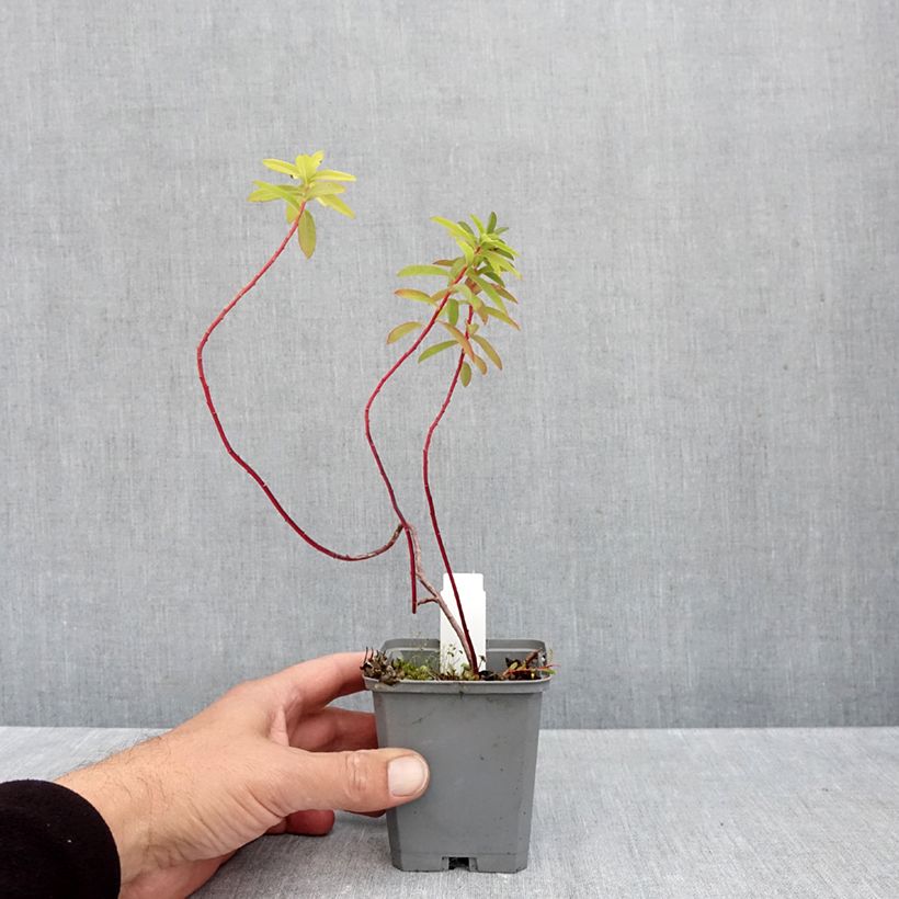 Esemplare di Euphorbia cornigera Goldener Turm Vasetto da 8/9 cm come consegnato in autunno