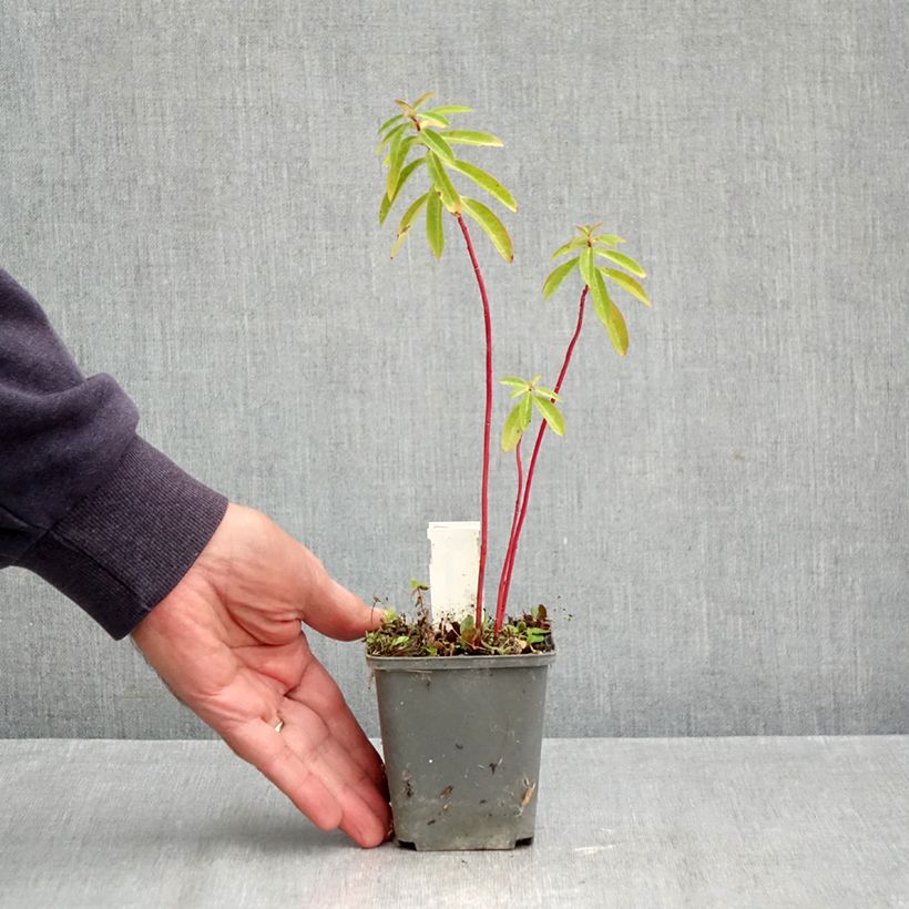 Esemplare di Euphorbia cornigera Vasetto da 8/9 cm come consegnato in autunno