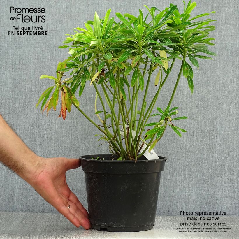Esemplare di Euphorbia mellifera Vaso da 2L/3L come consegnato in autunno