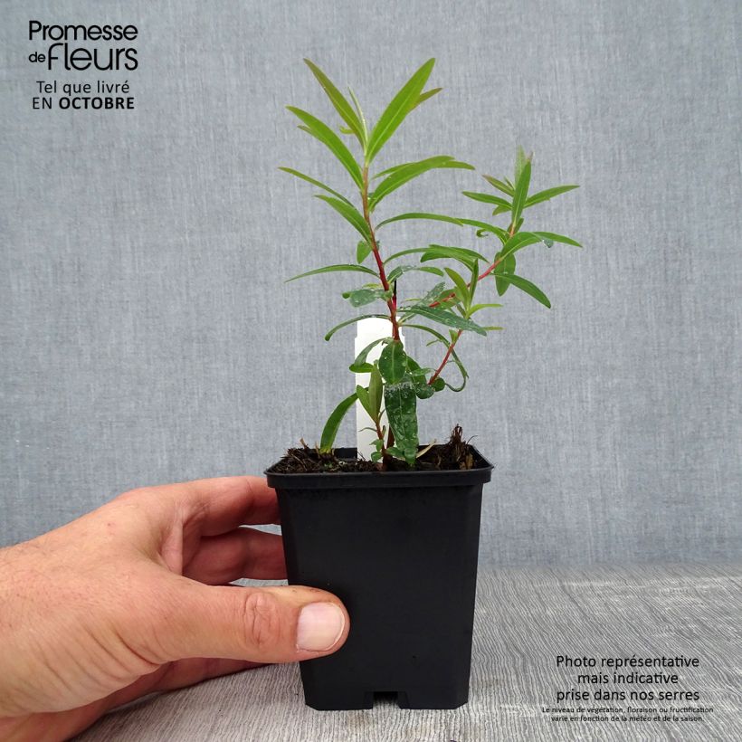 Esemplare di Euphorbia palustris Walenburg's Glory Vasetto da 8/9 cm come consegnato in autunno
