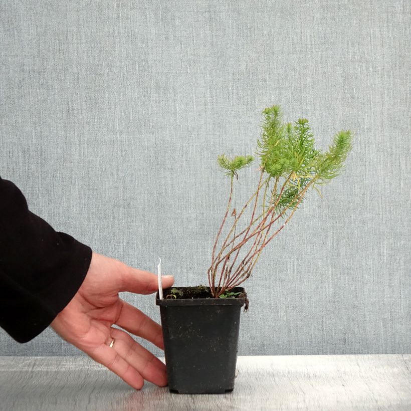 Esemplare di Euphorbia cyparissias - Euforbia cipressina Vasetto da 8/9 cm come consegnato in autunno