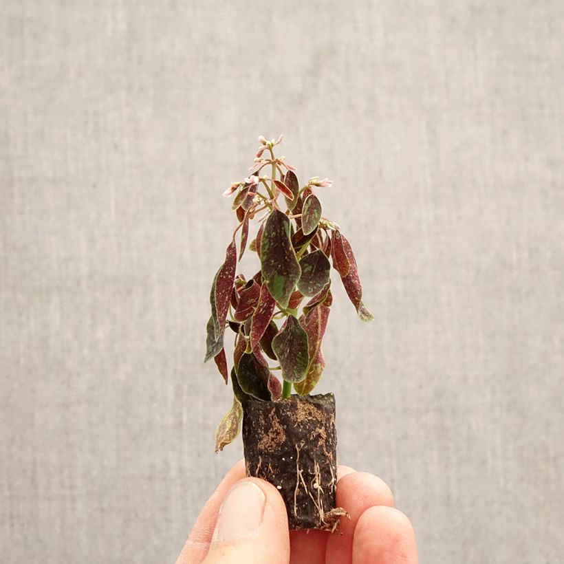 Euphorbia hypericifolia Shades in Pink mini zolla... esemplare consegnato in primavera