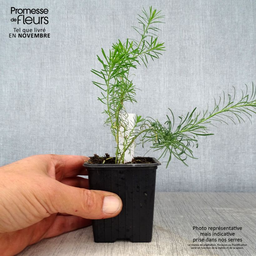 Esemplare di Euphorbia waldsteinii Betten Vasetto da 8/9 cm come consegnato in autunno
