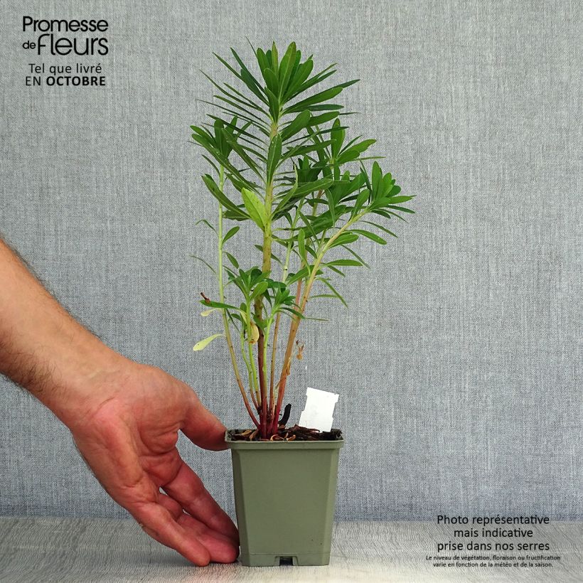 Esemplare di Euphorbia martinii Vasetto da 8/9 cm come consegnato in autunno