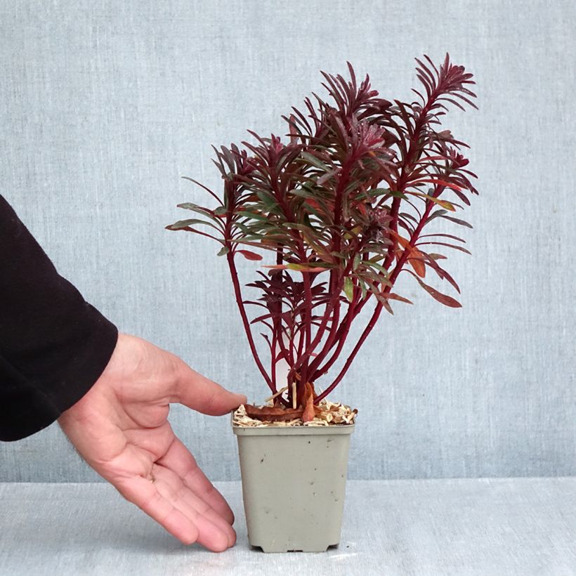 Esemplare di Euphorbia characias Miners Merlot Vasetto da 8/9 cm come consegnato in autunno