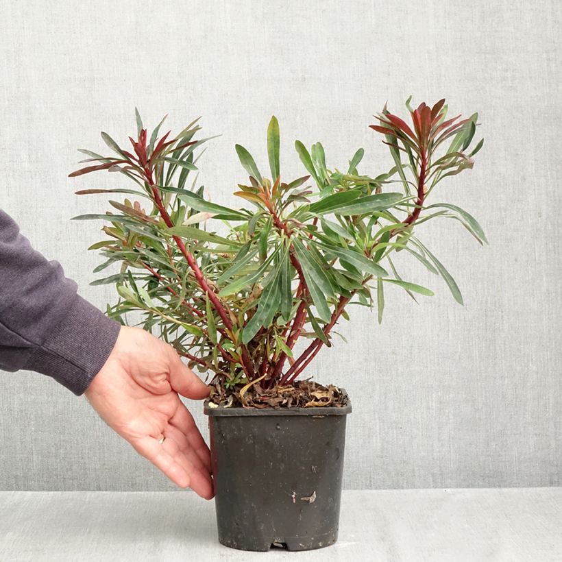 Esemplare di Euphorbia characias Miners Merlot Vaso da 1L/1,5L come consegnato in autunno