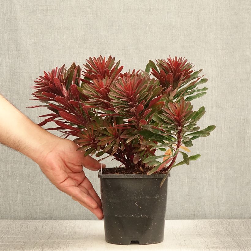 Esemplare di Euphorbia characias Miners Merlot Vaso da 1L/1,5L consegnato in estate