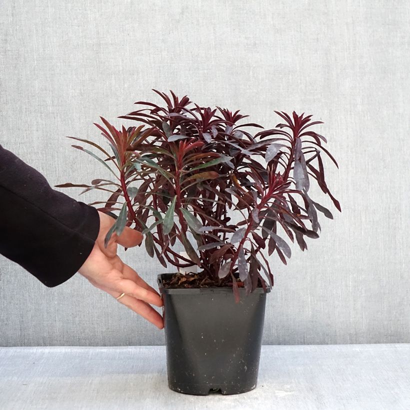 Euphorbia characias Miners Merlot Vaso da 1L/1,5L esemplare consegnato in inverno