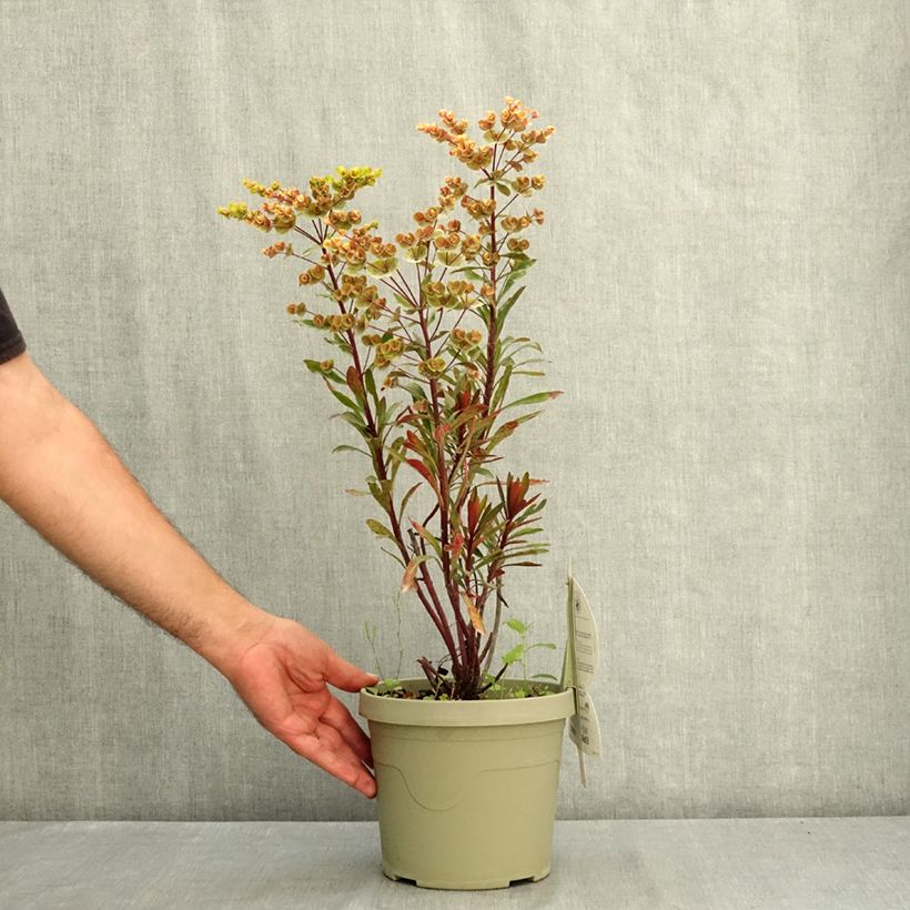 Esemplare di Euphorbia characias Miners Merlot Vaso da 3L/4L consegnato in estate